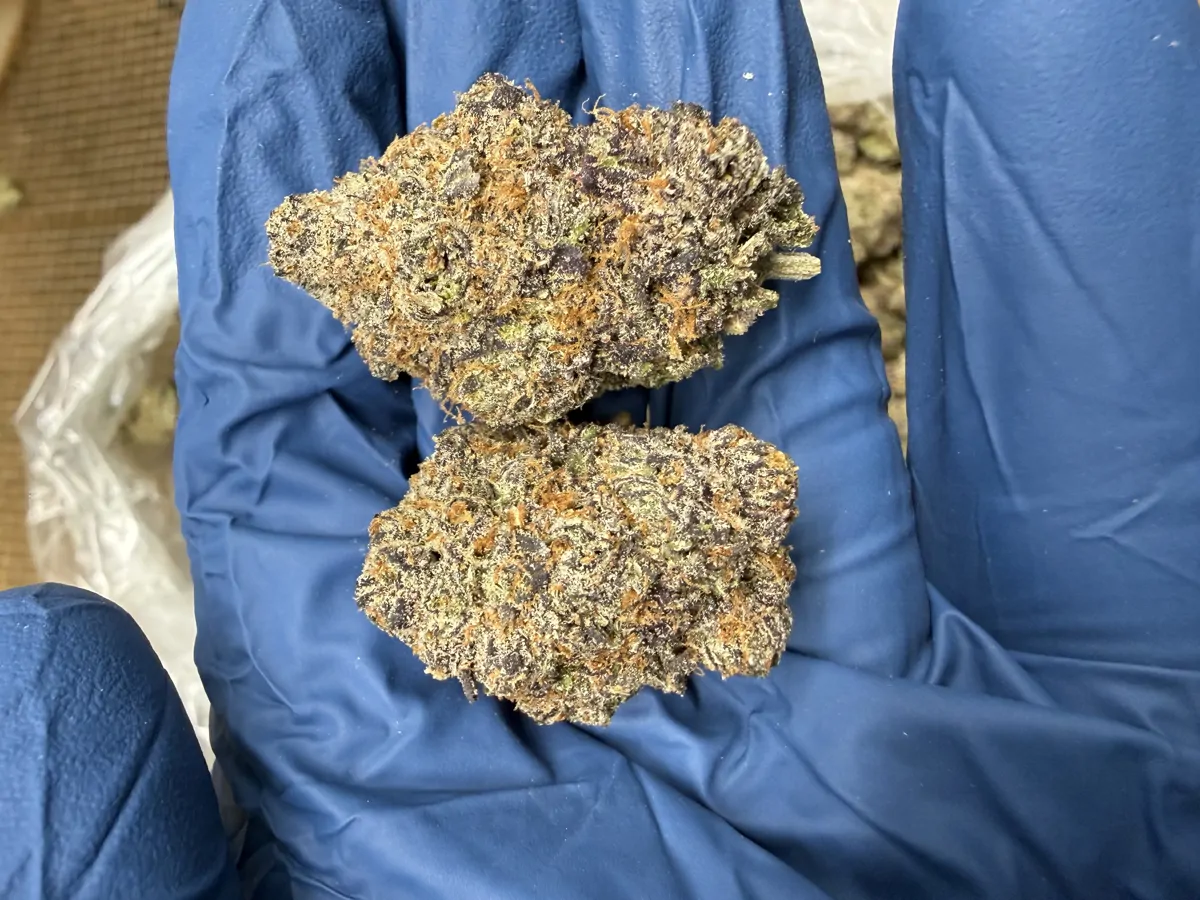 Candy Gas Flower